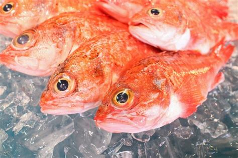 紅色魚種類|スーパーでよく見る赤魚とは？魚の種類と特徴、おす。